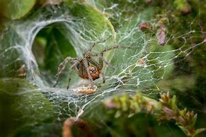 Image result for Killing a Funnel Web Spider