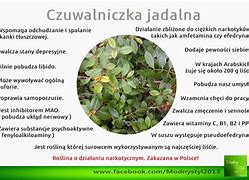 Image result for czuwaliczka_jadalna