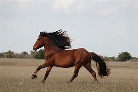 Image result for Beautiful Brown Horse Running