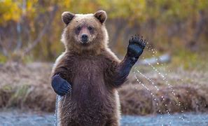 Image result for Animals Cute Wallpaper Bear