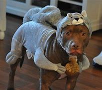 Image result for funny pet photos