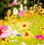 Image result for Summer Flowers Wallpaper HD