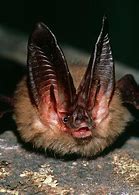 Image result for Townsend Big-Eared Bat