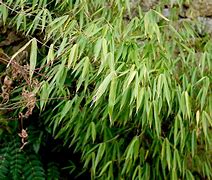 Image result for Fargesia robusta Tauro