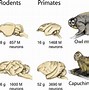 Image result for Human Brain vs Animal Brain