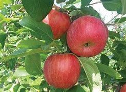 Image result for Firestorm Honeycrisp Apple Tree