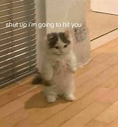 Image result for Cat Yelling Shut Up Meme
