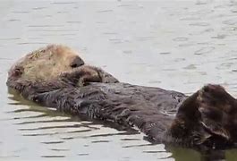Image result for Sea Otter Sleep