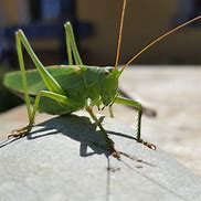 Image result for Cricket Symbol Bug Green