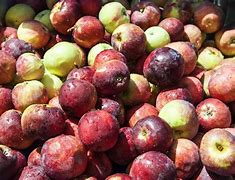 Image result for Apple Variety Beauty