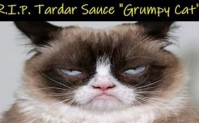 Image result for Tartar Sauce Cat