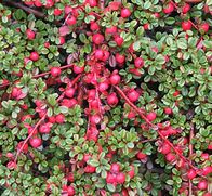 Image result for Cotoneaster Streibs Findling