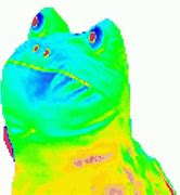 Image result for Tank Frog Meme