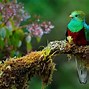 quetzal के लिए छवि परिणाम