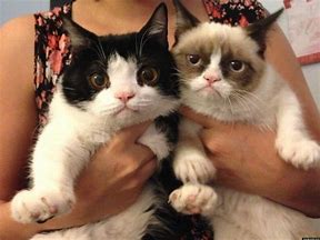 Image result for Grumpy Cat Pokey