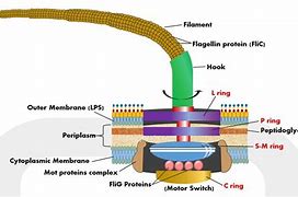 flagella 的图像结果