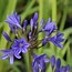 Image result for Agapanthus BRILLIANT BLUE