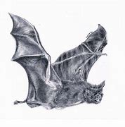 Image result for Pencil Art Photos of a Bat