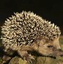 Image result for Hedgehog Adaptations
