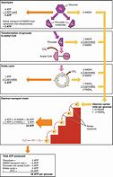 Image result for The Four Processes of Respiration