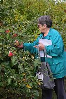 Image result for Oyster Oven Brand Dehydrated Apples