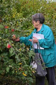 Image result for Afternoon Apple-Picking