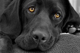 Image result for Puppy Images for Laptop Wallpaper