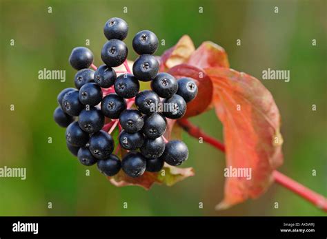 Image result for Tto Batch Coding Machine Icon