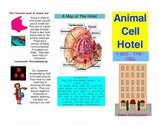 Image result for Cell Foldable Brochure Project