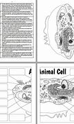 Image result for Biology Foldables