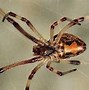 Image result for Florida Most Poisonous Spider