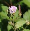 Image result for Rubus Thornfree
