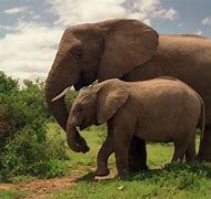 Image result for Hybrid Animals Elephant
