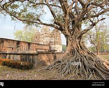 Image result for 10000 Year Old Tree