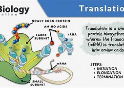 Image result for Translation Biology