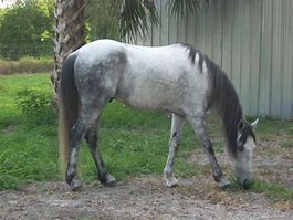Image result for Red Roan Florida Cracker Horse