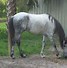 Image result for Florida Cracker Horse