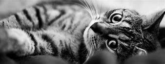 Image result for 4K UHD Black and White Wallpapers