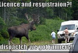 Image result for Maine Moose Funny