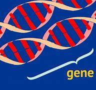 Image result for What Are Genes