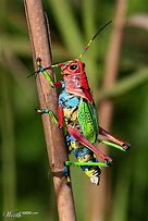 Image result for Beautiful Cricket Bug