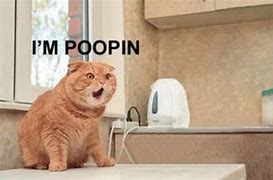 Image result for Big Poo Cat Meme White Background