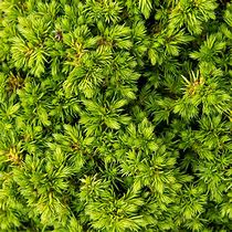 Image result for Cryptomeria japonica Green Pearl