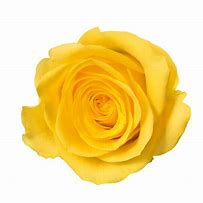 Image result for Rose Gold Solid Rosas