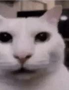 Image result for Nervous Cat Stare Meme