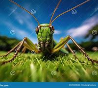 Image result for Illustration of a Cricket Insect Made From Bottles