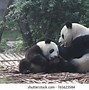 Image result for Mother and Baby Panda
