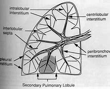 Image result for intetvertebral