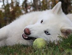 Image result for Pure White Huskies