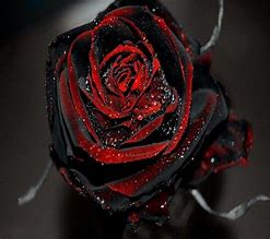 Image result for Gothic Red Rose